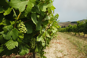 Image showing Vineyard with green grapes