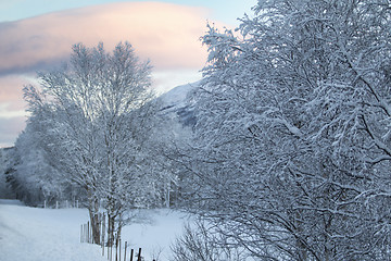 Image showing Winter Scenery