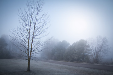 Image showing Winter Scenery