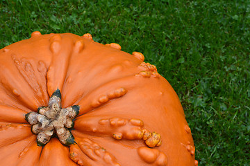 Image showing Close-up of deep orange pumpkin with warty texture 