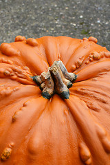 Image showing Unusual large orange pumpkin with warty texture