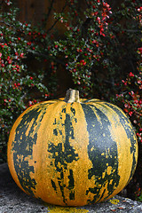 Image showing Stripy green and yellow pumpkin at Thanksgiving