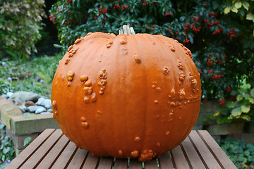 Image showing Big Thanksgiving pumpkin in an autumn garden