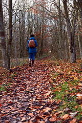 Image showing Woman walking through woodland alone, dressed warmly