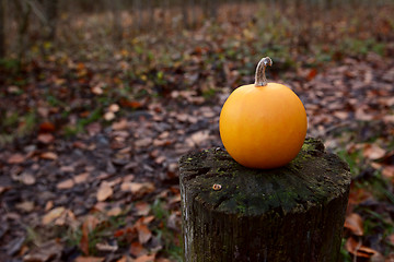 Image showing Small orange gourd on a wooden post in fall woodland