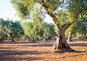 Image showing Old olive trees in South Italy