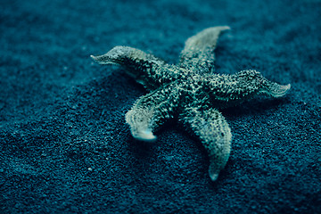Image showing Starfish under water. Beautiful underwater world