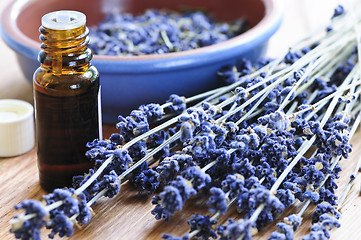 Image showing Lavender herb and essential oil