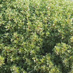 Image showing Abstract green bush background