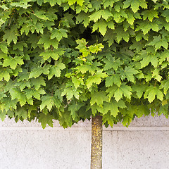 Image showing Maple tree growing on the pavement