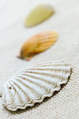 Image showing Seashells