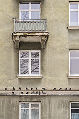 Image showing Pigeons perched in line along the ledge of house