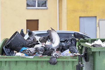 Image showing Pigeons in trash container