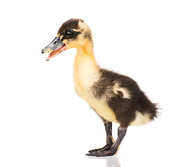 Image showing Cute newborn duckling