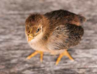 Image showing Cute little newborn chicken