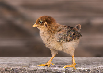 Image showing Cute little newborn chicken