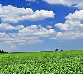 Image showing Rural landscape