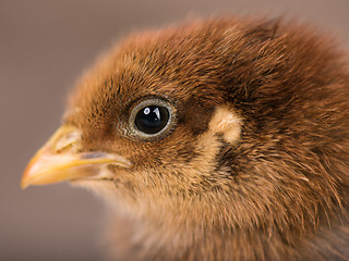 Image showing Cute little newborn chicken