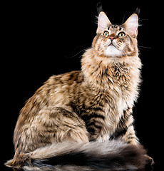 Image showing Maine Coon cat