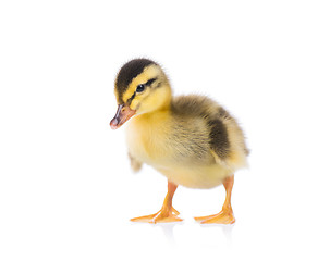 Image showing Cute newborn duckling