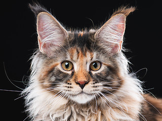 Image showing Maine Coon cat