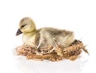 Image showing Cute newborn gosling