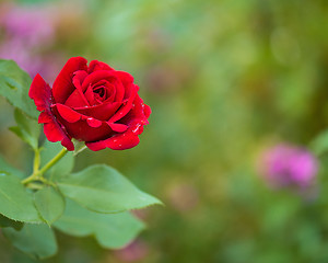 Image showing Beautiful red roses