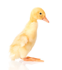 Image showing Cute newborn duckling