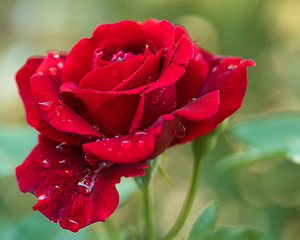 Image showing Beautiful red roses