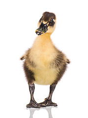 Image showing Cute newborn duckling