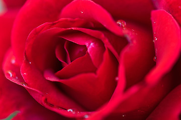 Image showing Beautiful red roses