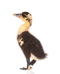 Image showing Cute newborn duckling