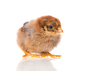 Image showing Newborn chicken on white background