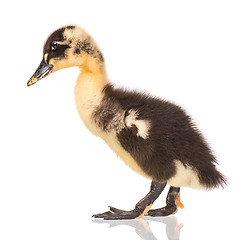 Image showing Cute newborn duckling