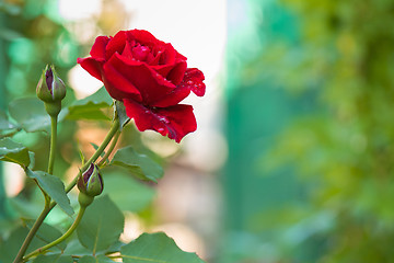 Image showing Beautiful red roses