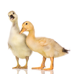 Image showing Cute newborn gosling and duckling