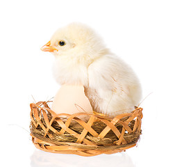 Image showing Newborn chicken on white background