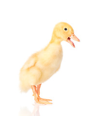 Image showing Cute newborn duckling