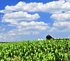Image showing Rural landscape