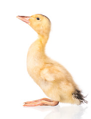 Image showing Cute newborn duckling