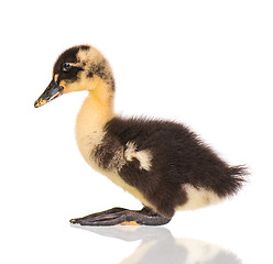 Image showing Cute newborn duckling