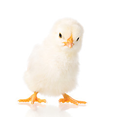 Image showing Newborn chicken on white background