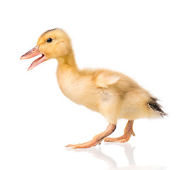 Image showing Cute newborn duckling