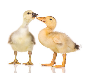 Image showing Cute newborn gosling and duckling