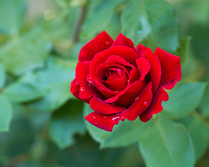 Image showing Beautiful red roses