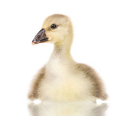 Image showing Cute newborn gosling