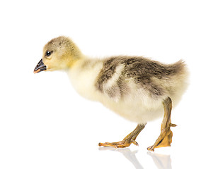 Image showing Cute newborn gosling