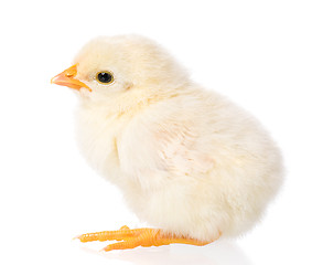 Image showing Newborn chicken on white background