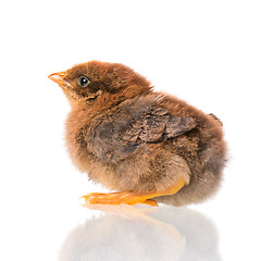 Image showing Newborn chicken on white background