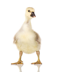 Image showing Cute newborn gosling